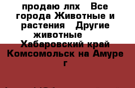 продаю лпх - Все города Животные и растения » Другие животные   . Хабаровский край,Комсомольск-на-Амуре г.